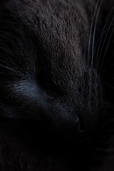 Cat in natural lighting