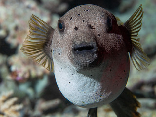 Kugelfisch © Jan Finsterbusch