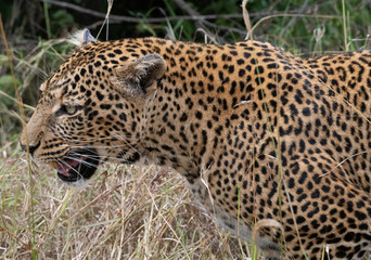 leopard closeup