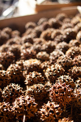Spiky Brown Things in a Box Golden Hour