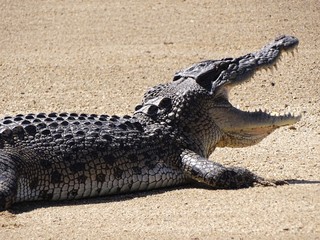Crocodile with open mouth