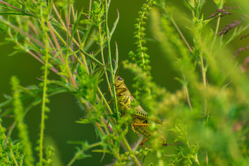 grasshopper on a plant