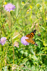 Butterfly on a purple flower on the field. close up. vertical photo