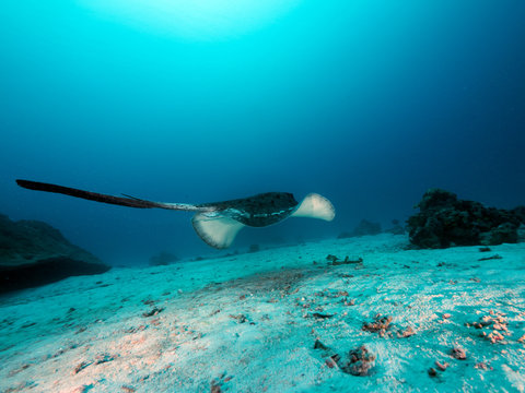 Marmorierter Stachelrochen