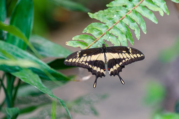 Papilio thoas, the king swallowtail butterfly, with open wings, resting on a green leaf with green vegetation background
