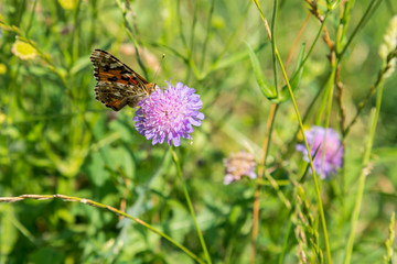 Butterfly on a purple flower on the field. close up