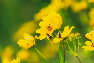 close-up of yellow daisy sunflower flowers and insect