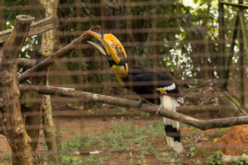 great Hornbill bird in zoo at malaysia