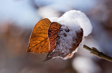 two brown leaves  in winter frost