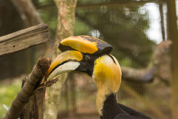 great Hornbill bird in zoo at malaysia