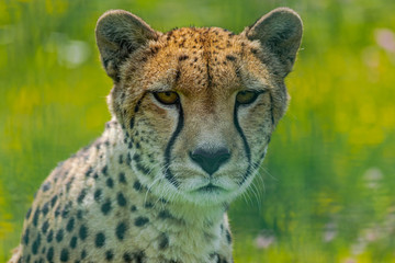  cheetah (Acinonyx jubatus), head portrait, with green vegetation background