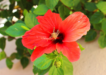 Red hibiscus with a grasshopper in Greece on the island of Crete