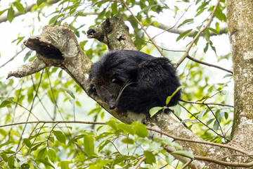 closeup shot of monkey in nature