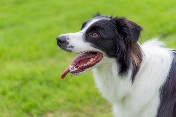 犬　ボーダーコリー　花