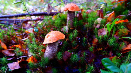 mushroom in forest