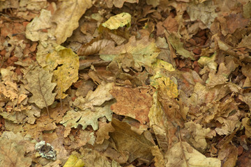 Brown and green color dry trumpet creeper vine leaves spread on to ground on autumn season at Belgrad Forest in Turkey.