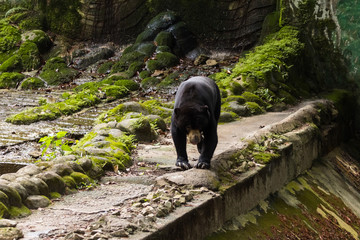 Wild Black Bear in zoo malacca, malaysia