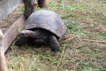 Fototapeta premium Giant trurtles on the Seychelles