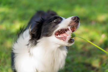 犬　ボーダーコリー　花