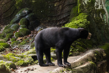 Wild Black Bear in zoo malacca, malaysia