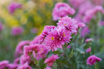 Pink chrysanthemum flowers in the garden, close-up