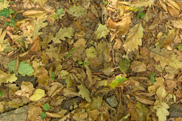 Brown and green color dry trumpet creeper vine leaves spread on to ground on autumn season at Belgrad Forest in Turkey.