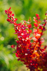 Red leaves of a barberry Bush on a background of green grass in autumn, close-up