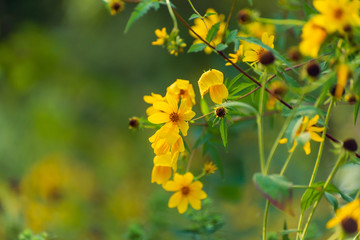 yellow daisy sunflower flowers against a green blurred background