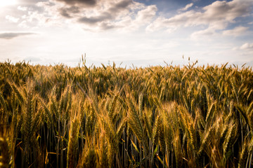 Rye on a cultivated field. Agricultural concept, cultivation of crops. Cultivated field with grain, rye against other cereals. The approaching harvest, the work of farmers.