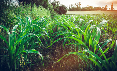 Plantation of young corn. A cultivated field with freshly planted maize. The concept of harvesting and harvesting corn.