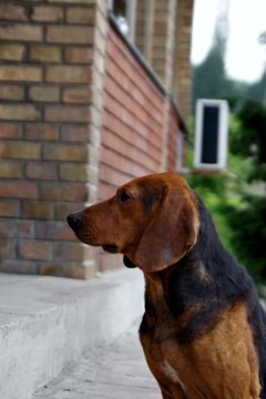 outdoor profile of abandoned scrawny dog