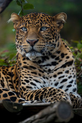 Obraz na płótnie Canvas portrait of leopard