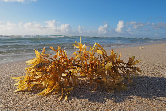 Seaweed on Miami Beach, Florida.