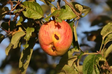 roter Naturapfel mit Loch am Baum