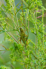 grasshopper on a plant