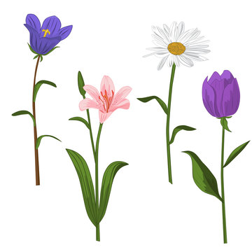 Spring and summer forest and garden flowers isolated on white vector. Illustration of the nature of the flower, Lily, chamomile, tulip, campanula, isolated on white background