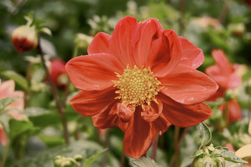 red flower