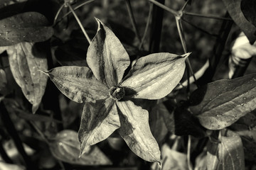 Flower in the monochrome image