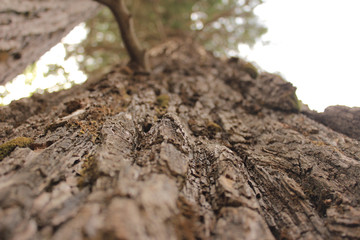 Texture of the brown bark of a tree in the forest