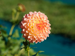 Dahlia | Beautiful decorative dahlia pompon or ball flower with magnificent rot and orange with...