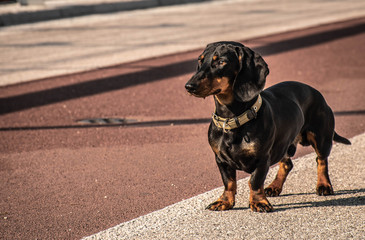 beautiful black dachshund dog