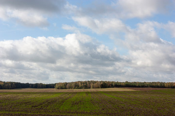 Obraz premium Autumn landscape with a plowed field and strips of green shoots, a forest in in yellow and green leaves and a huge blue sky with gray clouds.