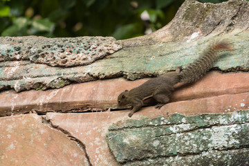 closeup shot of squirrel in nature