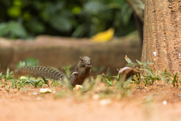 closeup shot of squirrel in nature