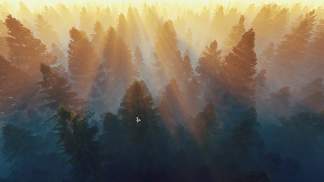 Flight over pine forest with birds flying against magical sunset, 4k