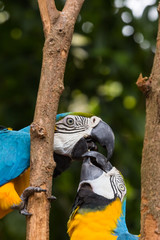 Blue-yellow macaw parrot portrait