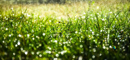 green lush grass after rain