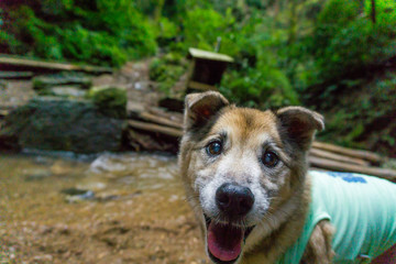 犬　雑種　ラブラドール　川　滝