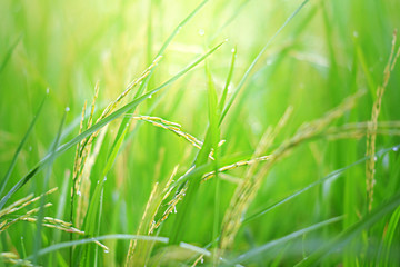 Rice field scenery in rainy season