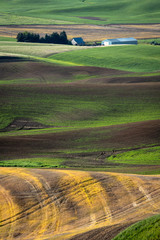 Fototapeta na wymiar Farms dot the rolling hills of farmland in the Palouse region of Washington state. Some fields are planted with young plants growing green, some are fallow adding to interesting landscape.